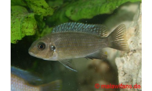 Pseudotropheus patricki  Mbenji Island